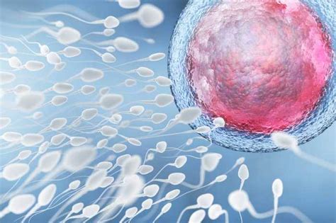 temps spermatozoïdes ovule|En combien de temps un spermatozoïde atteint